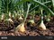 Onion Seeds / COD.BSOCIP011 / Brand HORTUS / Origin Italy / High productivity + Agricultural Perlite Box (5 LTR.) by GARDENZ