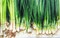 Spring Onion Seeds AG0044 Agrimax (Made in Spain) High productivity + Agricultural Perlite Box (5 LTR.) by GARDENZ