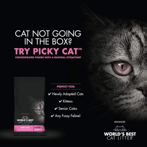 Cat litter 2025 for picky cats