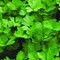Parsley Seeds AG0149 High productivity + Agricultural Perlite Box (5 LTR.) by GARDENZ