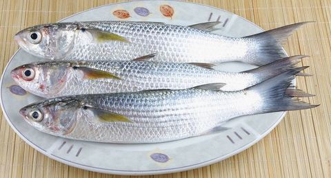 GREY MULLET FISH SMALL EGYPT KG