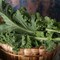 Organic Curly Kale Bunch