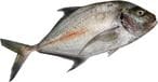 اشتري سمك بياض في مصر