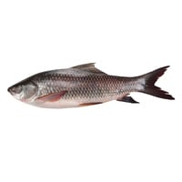 Buy Fresh Nile Perch Fillet Online Shop Fresh Food On Carrefour Uae