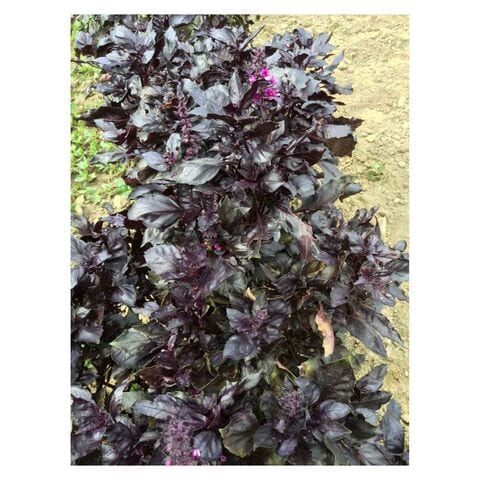 Fito Basil Round Midnight Seed 4g