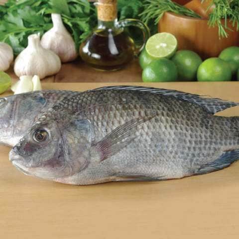 Buy Saudi Fresh Tilapia Fish in Saudi Arabia
