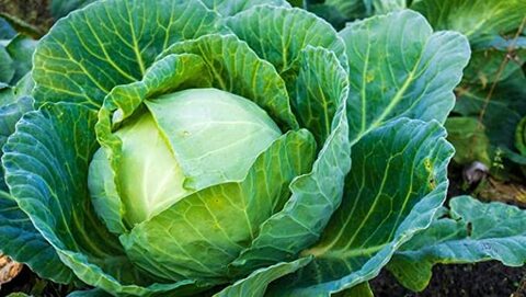 بذور الكرنب AG0239 إنتاجية عالية + صندوق بيرلايت زراعي (5 لتر) من GARDENZ
