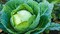 بذور الكرنب AG0239 إنتاجية عالية + صندوق بيرلايت زراعي (5 لتر) من GARDENZ