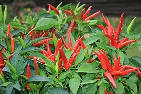 Thai Chile Pepper Seeds AG0067 High productivity + Agricultural Perlite Box (5 LTR.) by GARDENZ