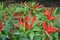 Thai Chile Pepper Seeds AG0067 High productivity + Agricultural Perlite Box (5 LTR.) by GARDENZ
