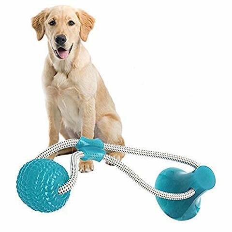 Online dog outlet supplies