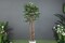Pan Emirates Climbing Ficus Tree Green H210cm