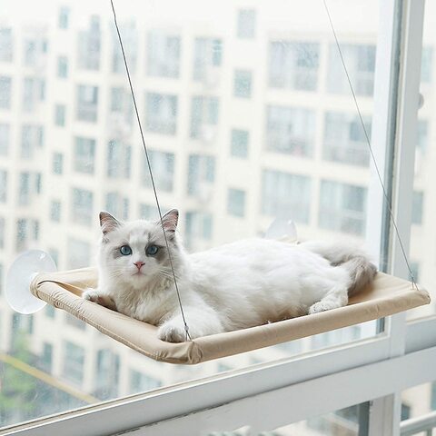 Outdoor cat shop window perch