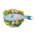 Buy Parrot Fish in Egypt