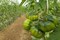 Marmande Tomato Seeds AG0005 Agrimax (صنع في إسبانيا) ، تنمو الثمار حتى 250 جم إلى 300 جم + صندوق البيرلايت الزراعي (5 لتر) من GARDENZ