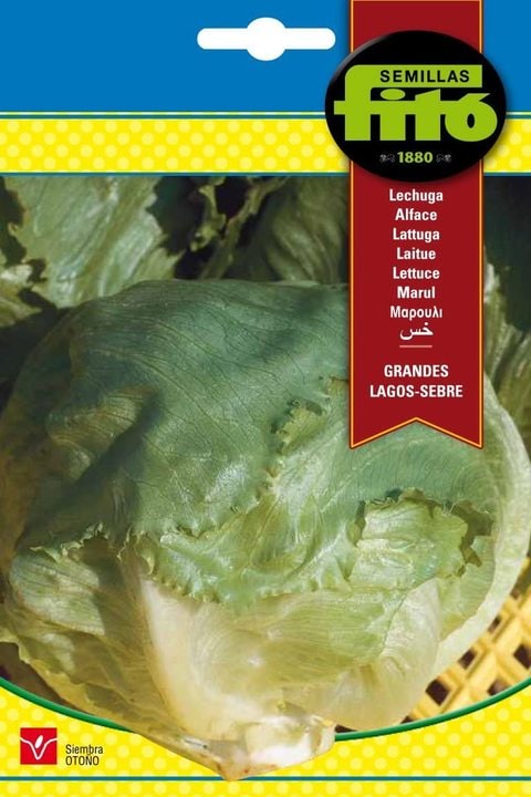 Fito Lettuce Great Lakes Sebre-140