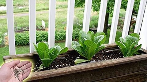 Gardenz Bundle-Pack Gardenz Soil Cocopeat For Indoor/Outdoor Plants 1.5 Kgs., Roman Lettuce Seeds Ag0193 Agrimax, Jiffy-Pots Seed Starting 8Pcs