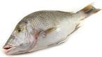 اشتري سمك شعور - كبير - 700-2 كجم في مصر