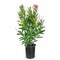 Nerium oleander   50-70 CM   Fresh Live Plants