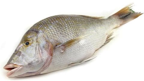 Shour Fish - Big - 700-2kg