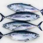 Buy Tuna Fish Small Fresh in Saudi Arabia