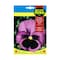 Fito Seeds Pansy Giant Purple