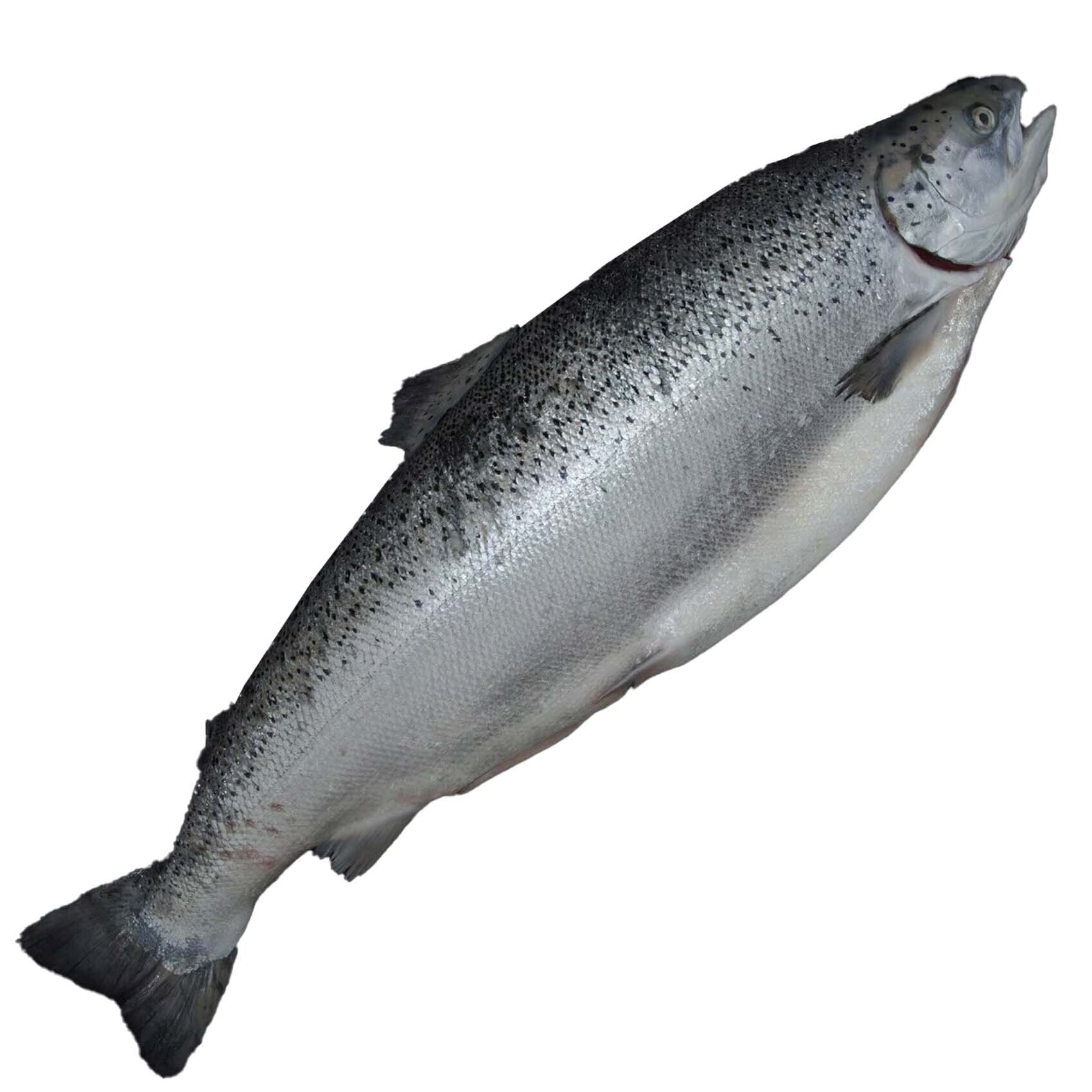 Buy SALMON WHOLE FISH NORWAY KG Online