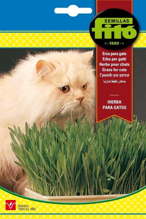 Buy Fito Cat Grass 4262 Online Shop Home Garden On Carrefour Uae