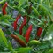 Thai Chile Pepper Seeds AG0067 High productivity + Agricultural Perlite Box (5 LTR.) by GARDENZ
