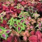 بذور كوليوس   موديل D3141   الماركة FRANCHI   المنشأ إيطاليا + صندوق البيرلايت الزراعي (5 لتر) من GARDENZ