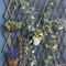 LINGWEI Expandable Wooden Garden Fence Expanding Wicker Fence Plant Climbing Support Multifunctional Trellis Fence Flower Planter Hanging Frame Wood Fence 75cm