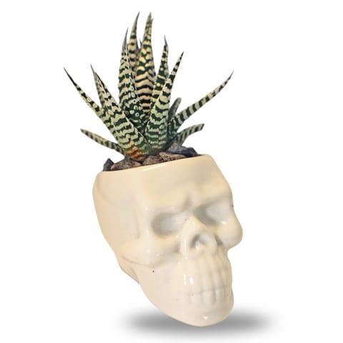 Enable Haworthia in White Skull Face Pot 15X8cm