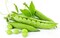 بذور البازلاء   بذور عضوية حيوية   الموديل BIOL1049   الماركة GOLDEN LINE   المنشأ إيطاليا + صندوق البيرلايت الزراعي (5 لتر) من GARDENZ