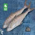 Buy Saudi Talah Fish in Saudi Arabia