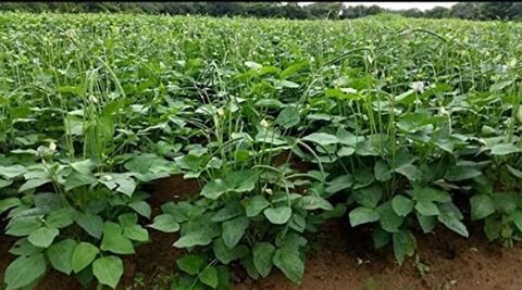 Gardenz Bundle-Pack Gardenz Soil Cocopeat For Indoor/Outdoor Plants 1.5 Kgs., Cowpea Seeds Ag00322 Agrimax, Jiffy-Pots Seed Starting 8Pcs