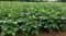 Gardenz Bundle-Pack Gardenz Soil Cocopeat For Indoor/Outdoor Plants 1.5 Kgs., Cowpea Seeds Ag00322 Agrimax, Jiffy-Pots Seed Starting 8Pcs