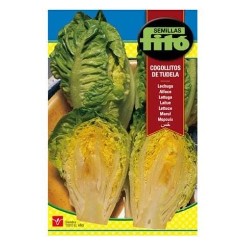 Fito Seeds Sucrine Lettuce