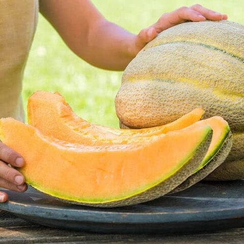 بذور البطيخ الحلوة AG0300 أجريماكس (صنع في أسبانيا) + علبة البيرلايت الزراعية (5 لتر) من جاردينز