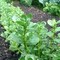 بذور الرجلة AG0158 مع صندوق بيرلايت من GARDENZ