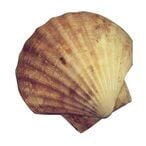 Buy King Scallop Shell Soak in UAE