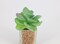 Artificial succulent bonsai-Model 08