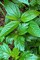 Green Mallow Seeds AG0187 with Agriculture Perlite Box 5 LTR. by GARDENZ