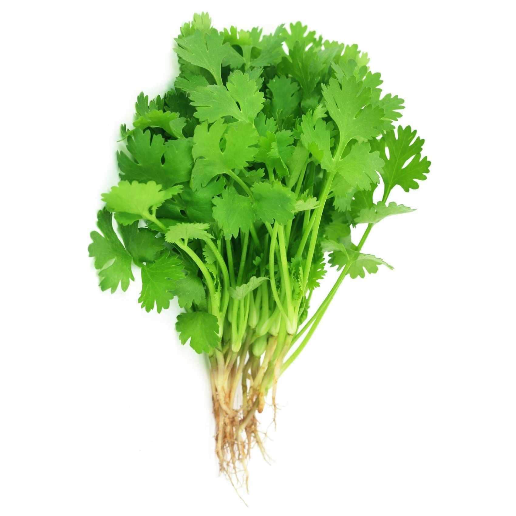 Buy Premium Coriander Herbs 200g Online Shop Fresh Food on Carrefour UAE
