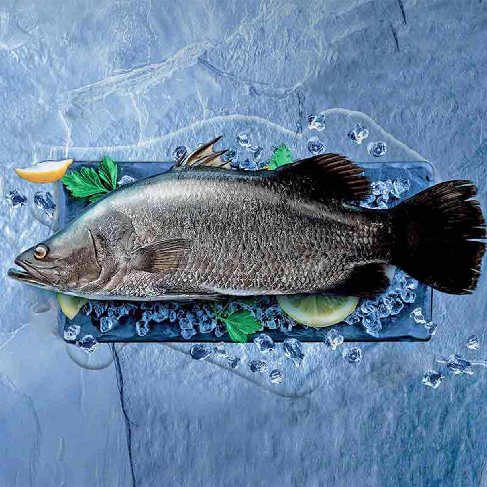 Buy Fresh bahri sea bass fish 1.5 to 2 Kg (per Kg) Online Shop Fresh