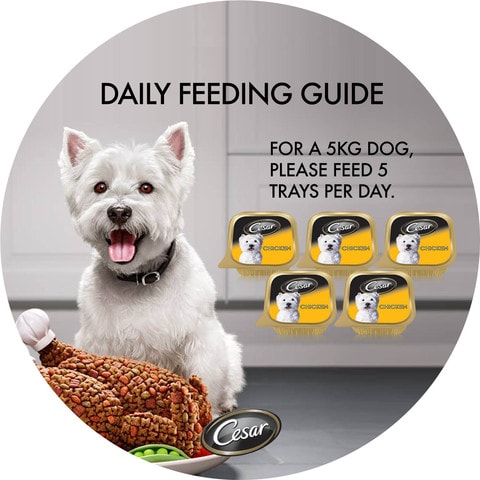 Feeding dog best sale wet food