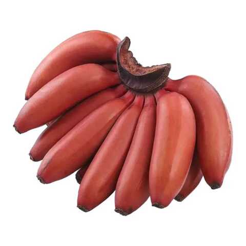 Buy Red Banana in UAE