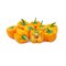 Capsicum Orange