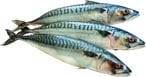 Buy Defrosted Premium Mackerel in Egypt
