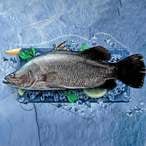 Buy Fresh Bahri Sea Bass Fish 1.5 - 2kg in Saudi Arabia