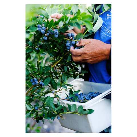 Driscoll&#39;s Blueberries 170g